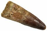 Fossil Spinosaurus Tooth - Real Dinosaur Tooth #344180-1